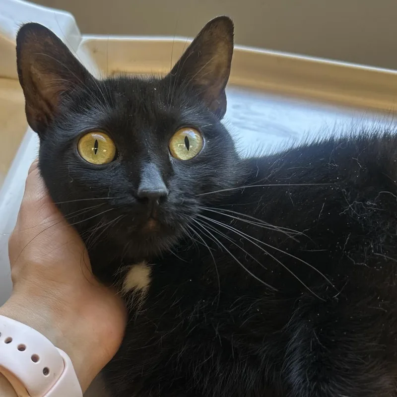 An adult medium-sized female Black Domestic Short Hair cat named Luna for adoption in Columbia Station, OH