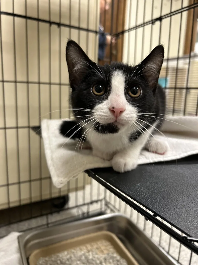 A baby medium-sized male Black & White / Tuxedo Domestic Short Hair cat named Tuxedo for adoption in Lancaster, PA