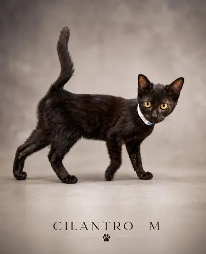 A baby small-sized male Domestic Short Hair cat named Cilantro for adoption in Guntersville, AL