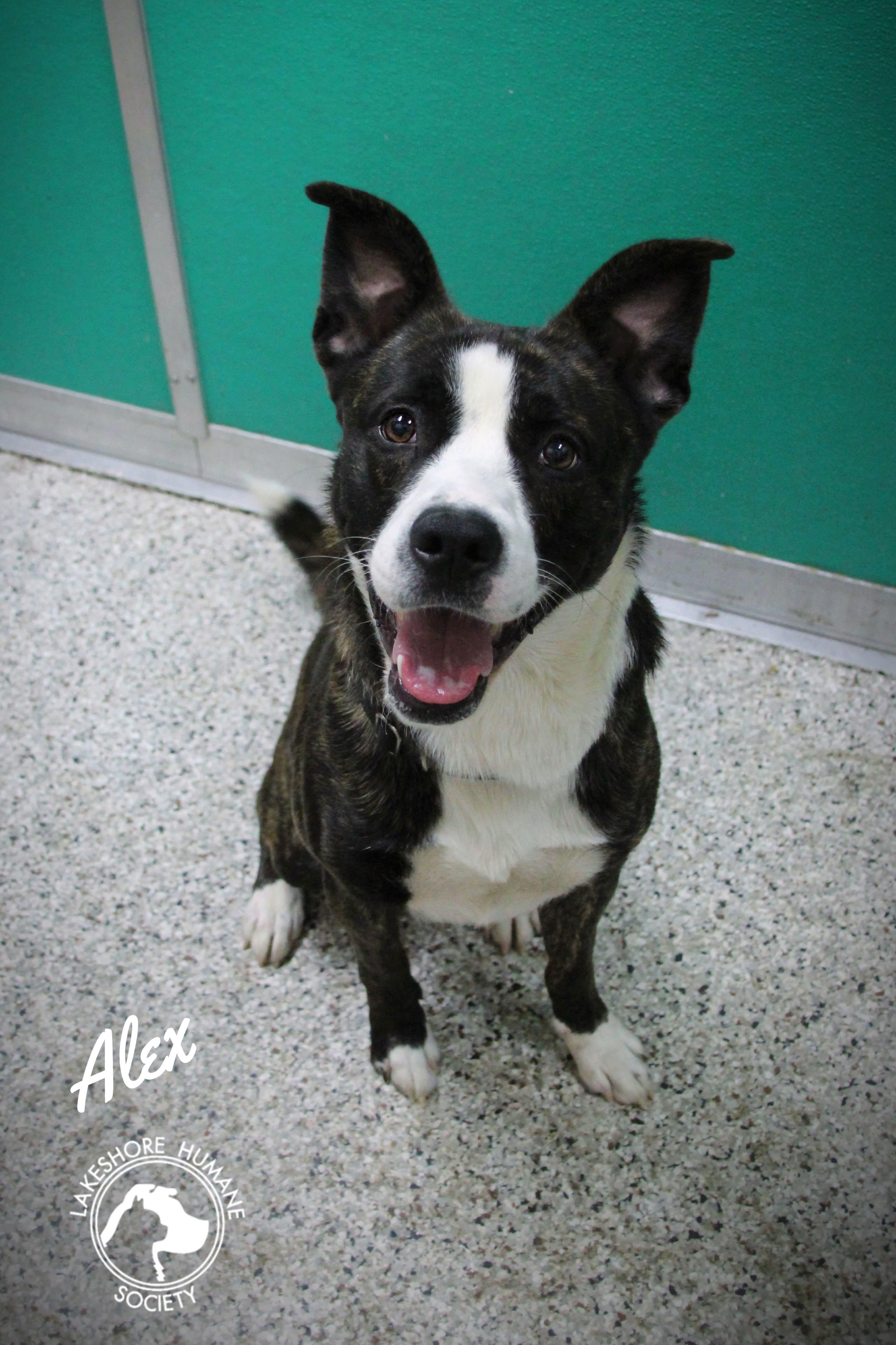 A young medium-sized male Mixed Breed dog named Alex for adoption in Dunkirk, NY