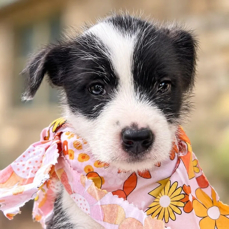 A baby small-sized female Black Retriever dog named Magenta for adoption in Boerne, TX