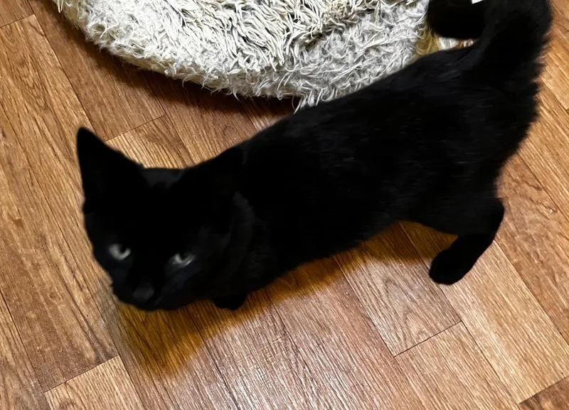 A baby medium-sized male Domestic Short Hair cat named Theodore "theo for adoption in Rutherfordton, NC