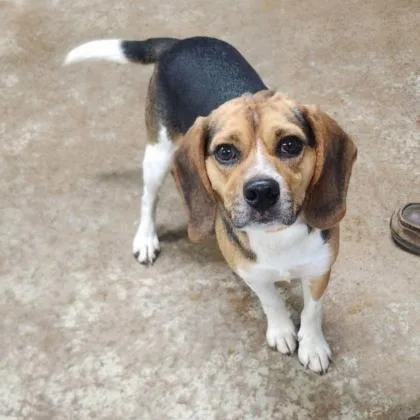 An adult small-sized male Black Beagle dog named Rocco for adoption in Erie, PA