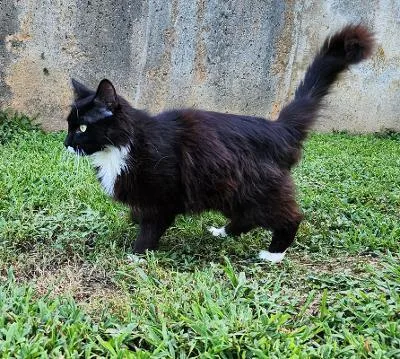 A baby small-sized male Domestic Medium Hair cat named Viking for adoption in Wilkesboro, NC