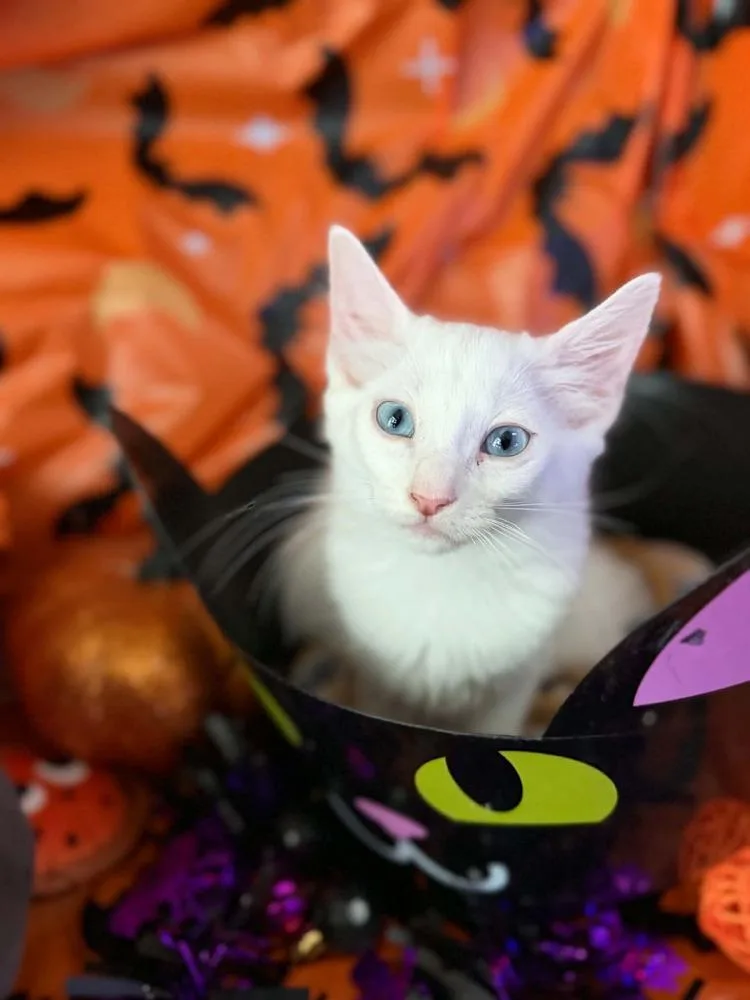 A baby small-sized female White Domestic Short Hair cat named Juliette for adoption in Orlando, FL