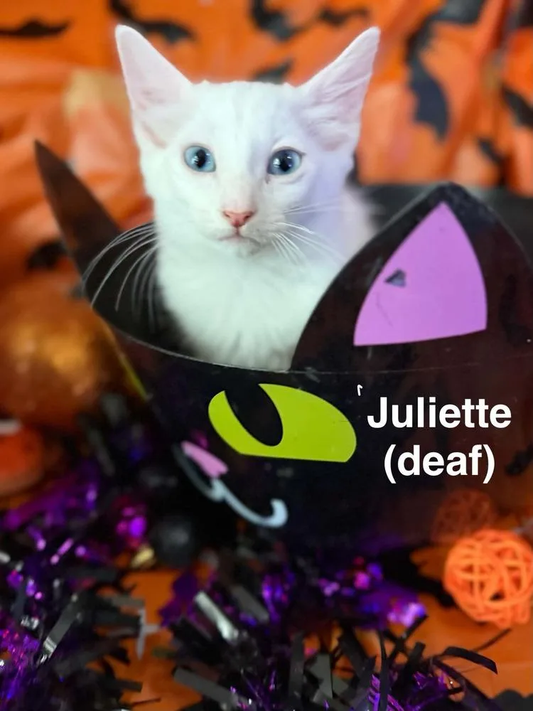 Juliette thumbnail 2