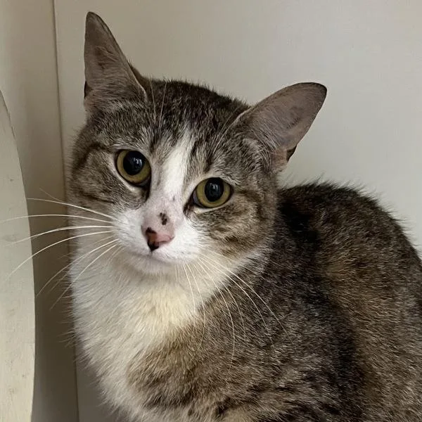 A young medium-sized female Domestic Short Hair cat named Anuran for adoption in Silverdale, WA