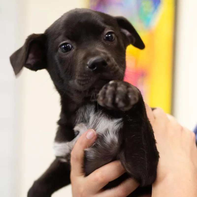 A baby small-sized female Black Labrador Retriever dog named Abbi for adoption in Cumming, GA