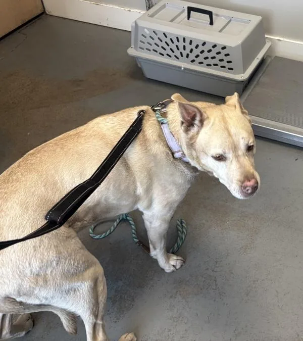 A senior medium-sized female Australian Cattle Dog / Blue Heeler dog named Faye for adoption in Salt Lake City, UT