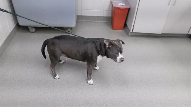 An adult medium-sized female English Bulldog dog named Cassandra for adoption in Omaha, NE