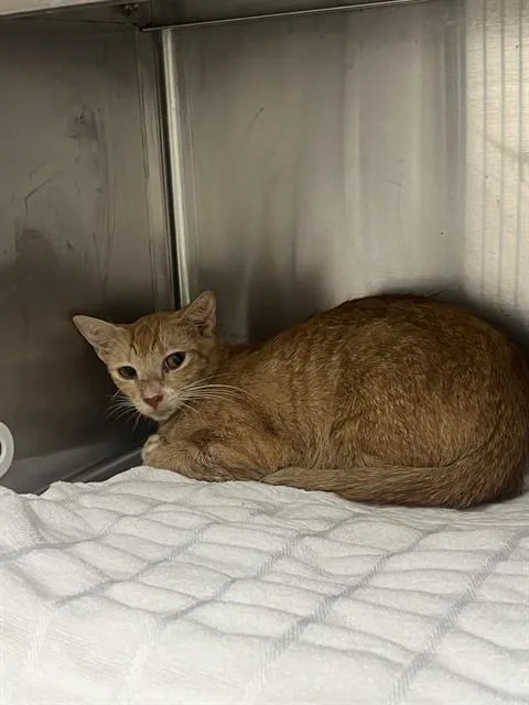 A young small-sized female Domestic Short Hair cat named Polaris for adoption in Fort Lauderdale, FL