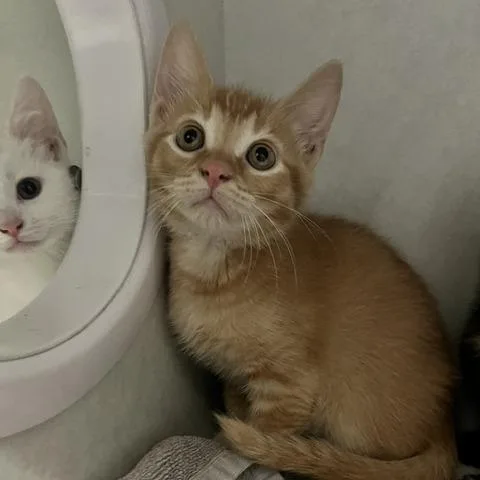 A baby small-sized male Orange / Red Domestic Short Hair cat named Peanut for adoption in Dayton, OH
