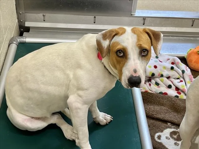 A young medium-sized female Hound dog named Goldy for adoption in Chapel Hill, NC