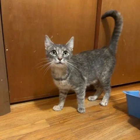 Dove thumbnail 2