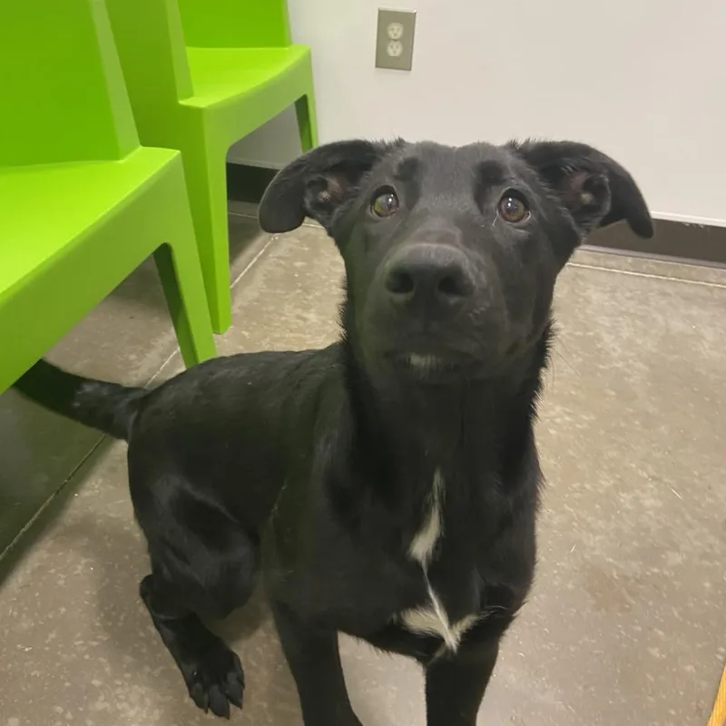 A baby large-sized female Black Mixed Breed dog named Hlakka for adoption in Washington Township, OH