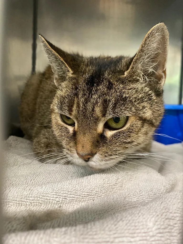 A senior medium-sized female Domestic Short Hair cat named Cinnamon Swirl for adoption in Fall River, MA
