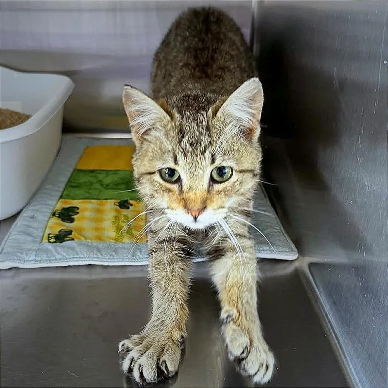 A young small-sized male Brown / Chocolate Domestic Short Hair cat named Fophia for adoption in Hannibal, MO
