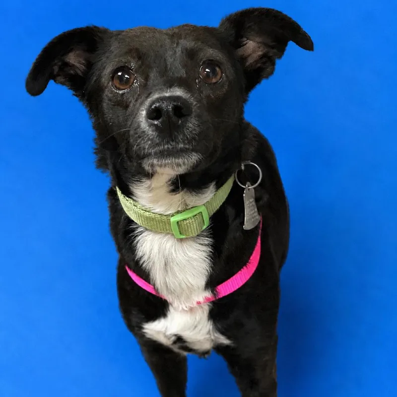 An adult small-sized female Black Chihuahua dog named Wilshire for adoption in Riverside, CA