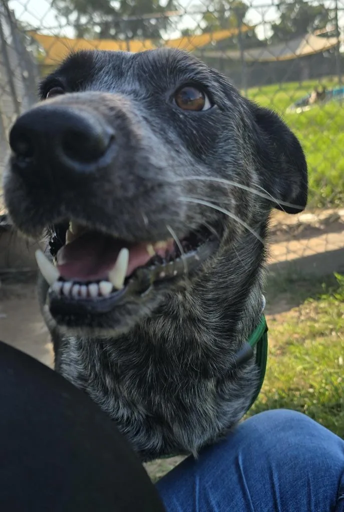 A young medium-sized female Australian Shepherd dog named Juvia for adoption in Humble, TX