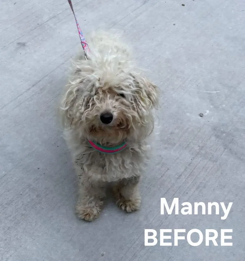 A young small-sized male White / Cream Miniature Poodle dog named Manny for adoption in Salisbury, NC