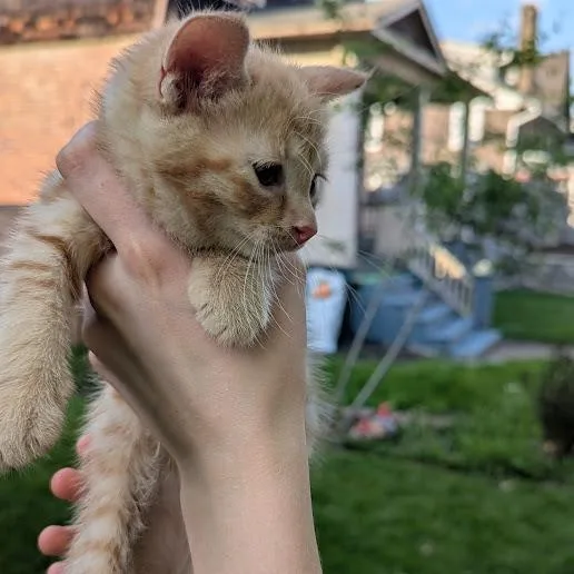 A baby small-sized male Orange / Red Domestic Short Hair cat named Robin for adoption in Johnstown, PA