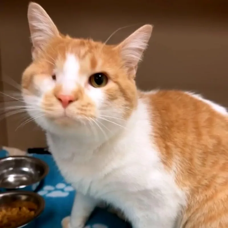 Cheddar
