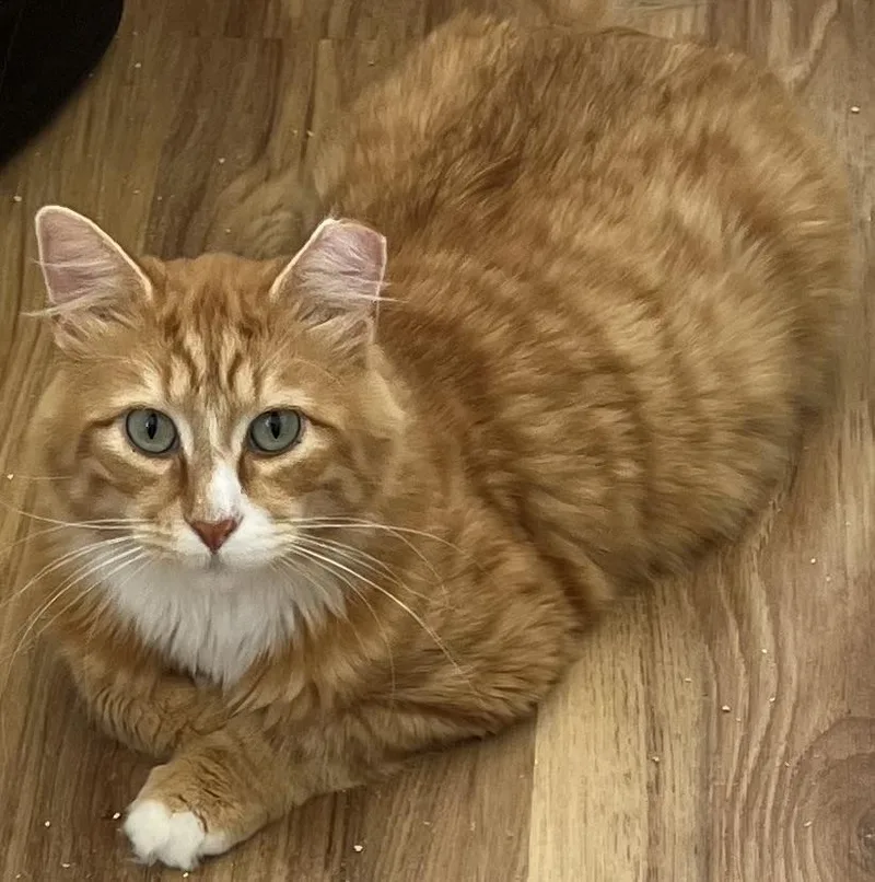 A young large-sized male Orange / Red Maine Coon cat named Rudolph Malarkey for adoption in Bow, WA