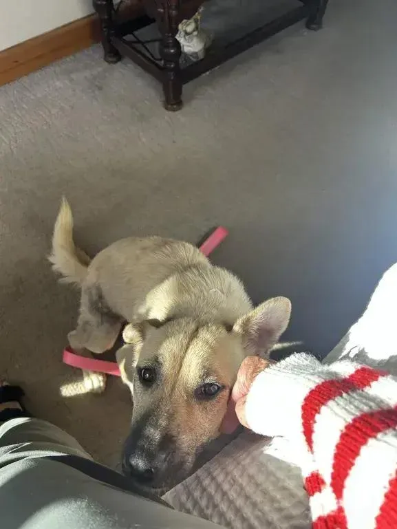 An adult medium-sized female Brown / Chocolate Mixed Breed dog named Zelda for adoption in Grand Rapids, MI