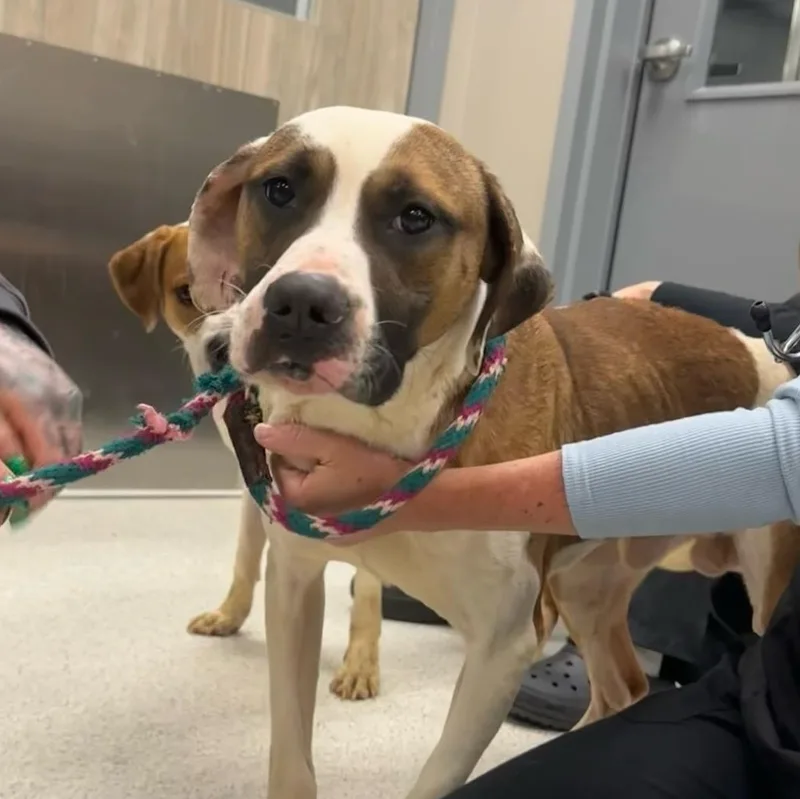 A young large-sized male Yellow / Tan / Blond / Fawn Mixed Breed dog named Fenway for adoption in Cooperstown, NY