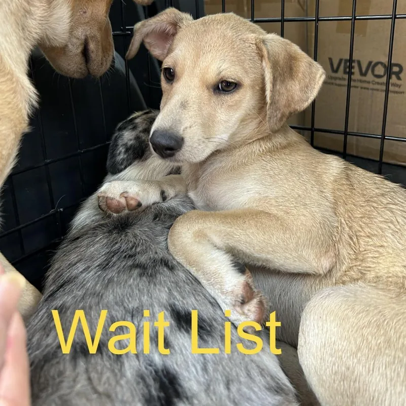 A baby medium-sized female Yellow / Tan / Blond / Fawn Mixed Breed dog named Maggie for adoption in Livingston, TX