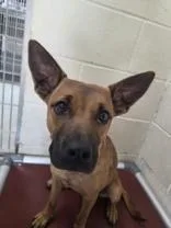 A young medium-sized female Shepherd dog named Charolette for adoption in Edgewood, NM