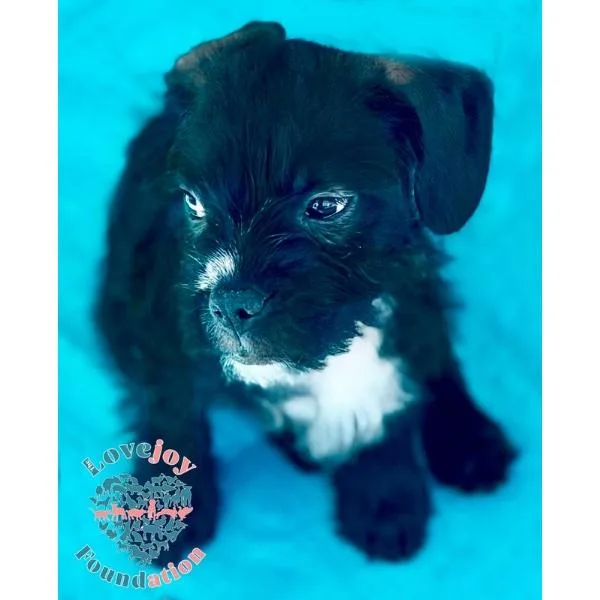 Petunia Litter thumbnail 2