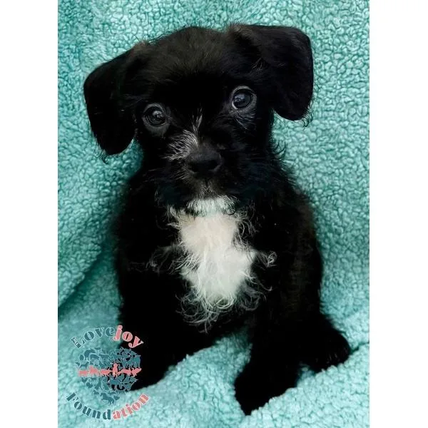 Petunia Litter thumbnail 3