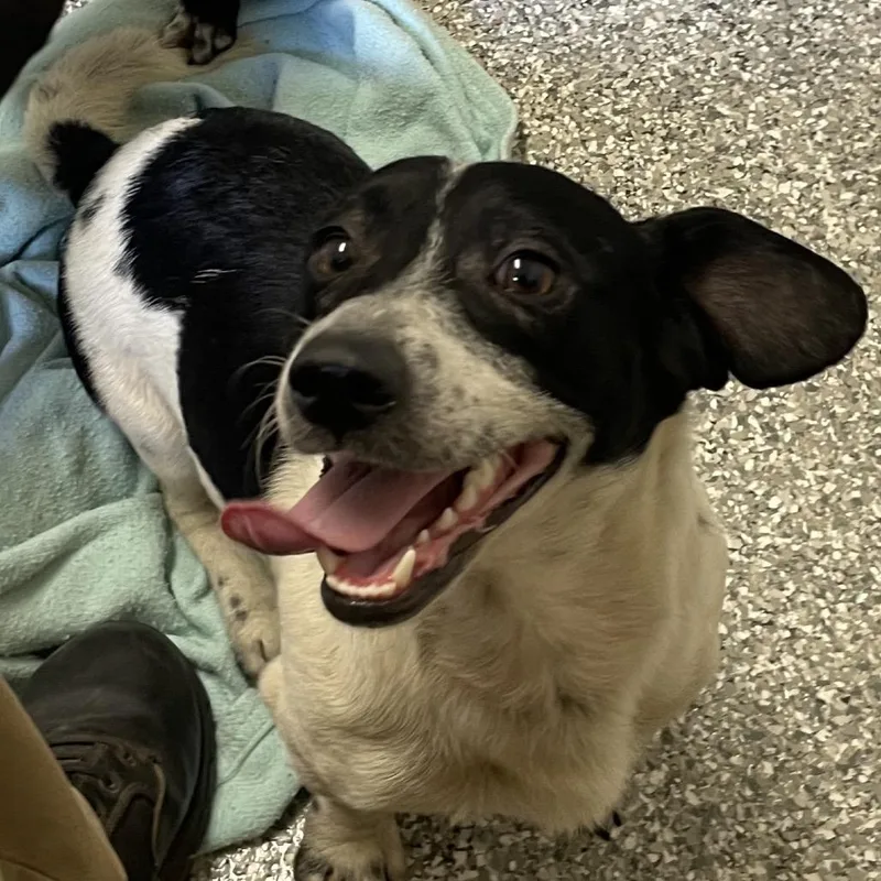 A young small-sized male White / Cream Dachshund dog named Milo for adoption in Green Forest, AR