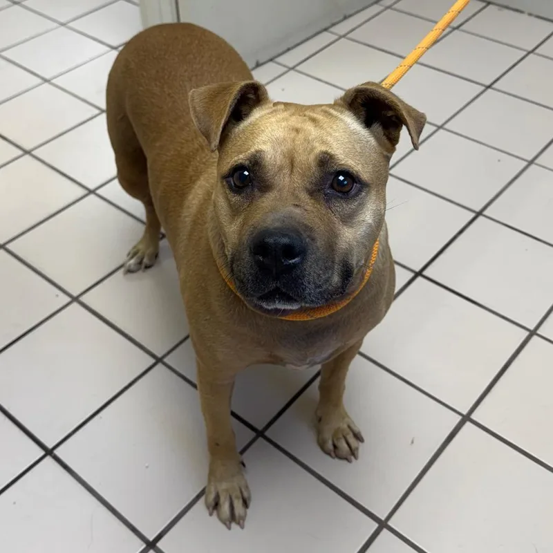 A senior medium-sized female Yellow / Tan / Blond / Fawn Mountain Cur dog named TUSCStray for adoption in Tuscaloosa, AL