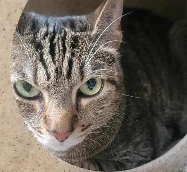 An adult medium-sized female American Shorthair cat named Princesa for adoption in Downey, CA