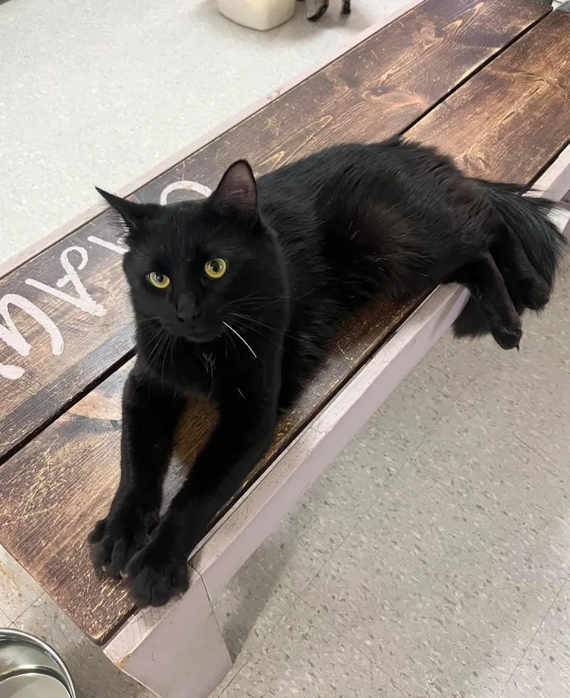 A young medium-sized male Black Domestic Medium Hair cat named Tesoro for adoption in Baton Rouge, LA