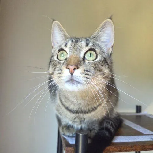 A baby small-sized male Tabby (Brown / Chocolate) Domestic Short Hair cat named Bodie for adoption in Canal Winchester, OH