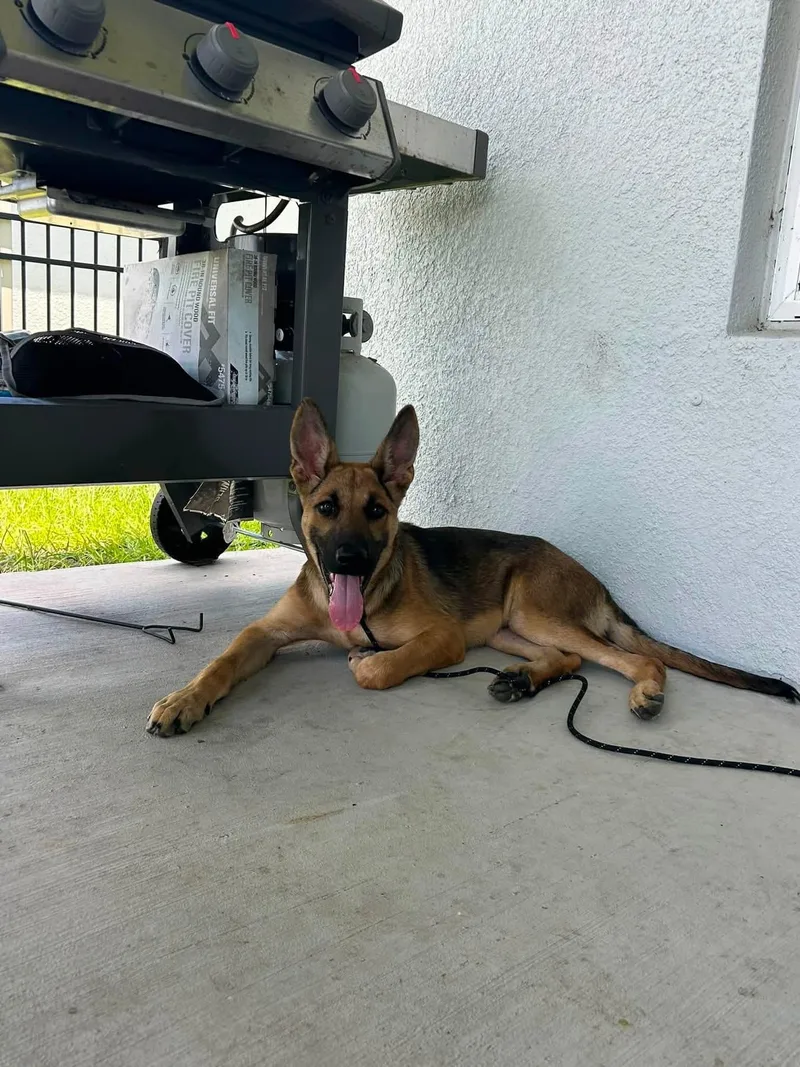 A baby medium-sized male German Shepherd Dog dog named Bruno for adoption in Parrish, FL