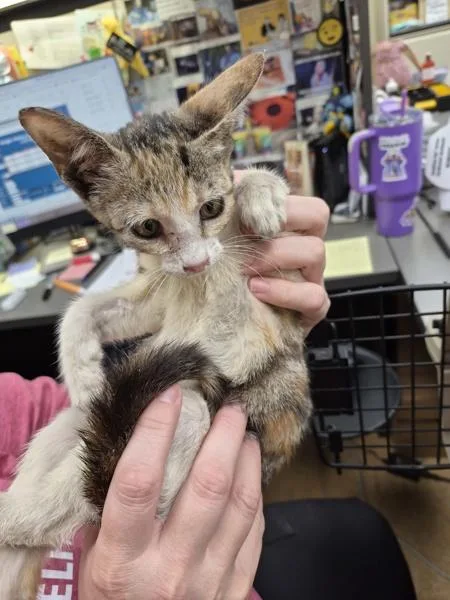 A baby small-sized female Domestic Short Hair cat named If Tabitha for adoption in Lawrenceville, GA