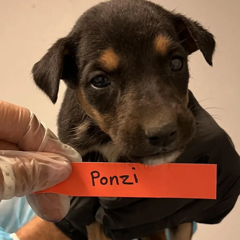 Ponzi thumbnail 3