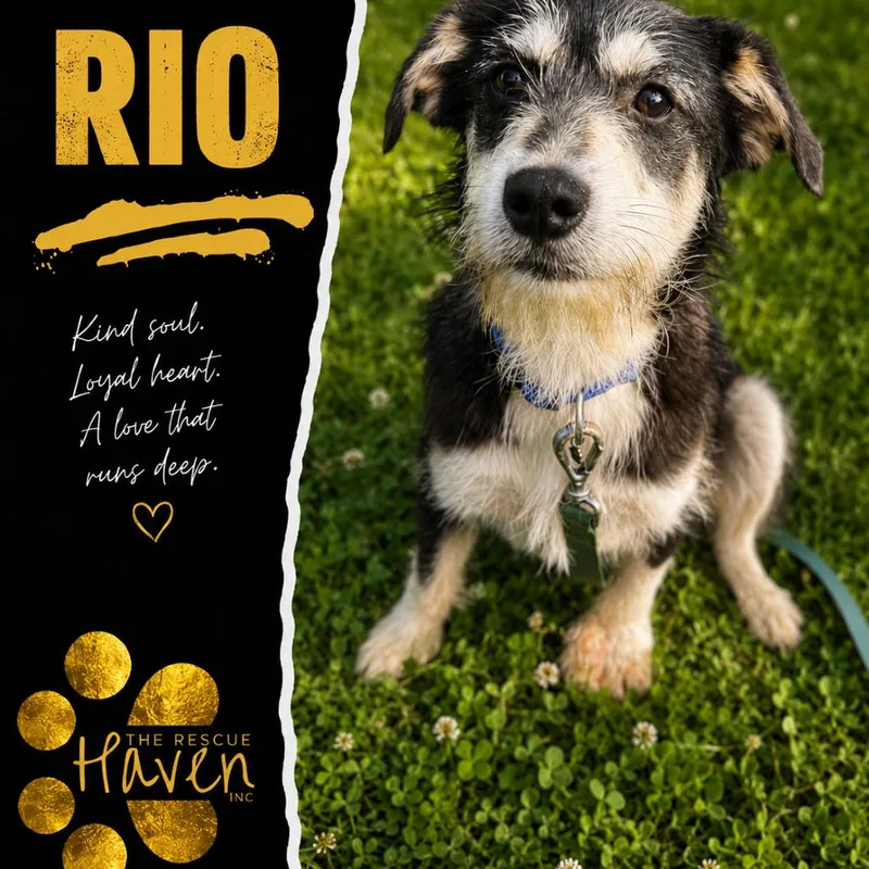 Rio