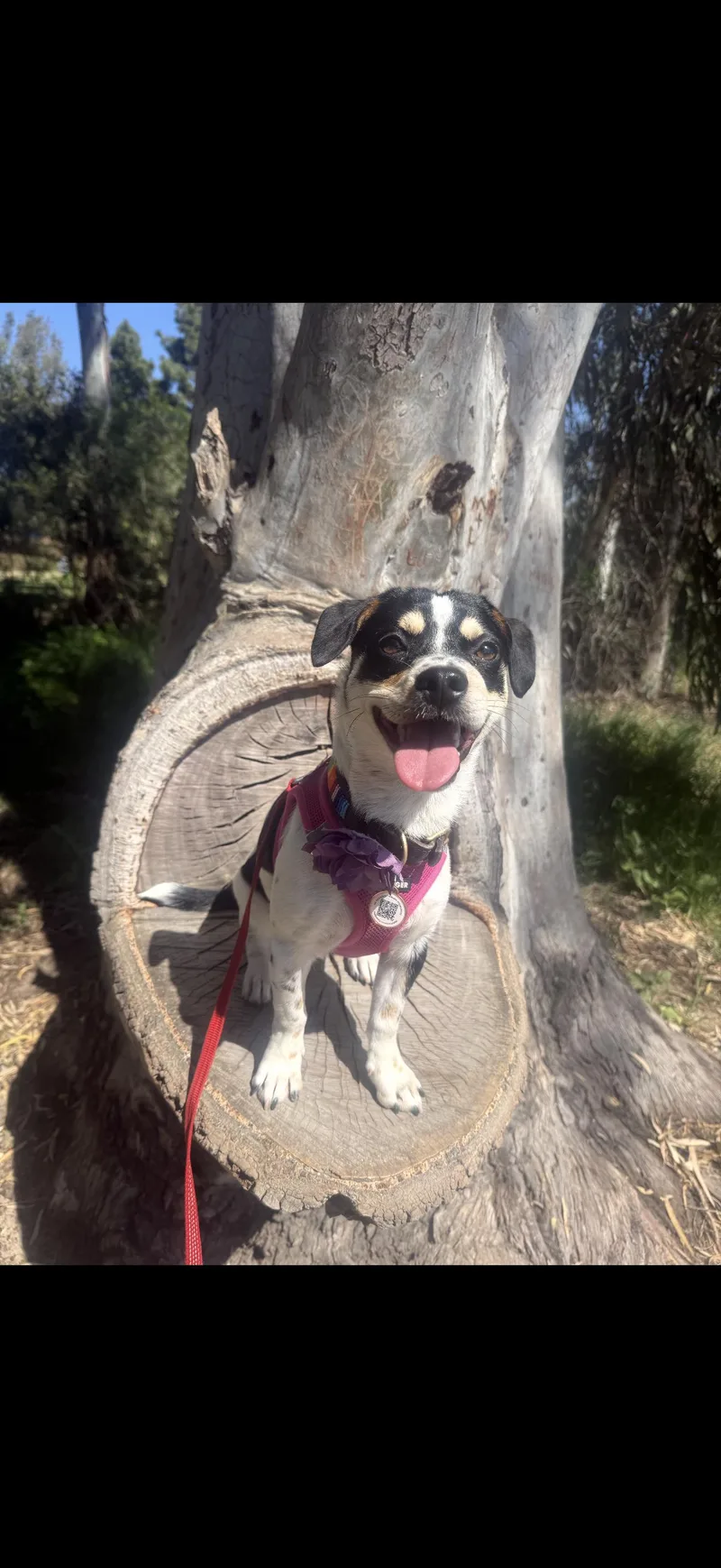 Cee Cee  The thumbnail 6