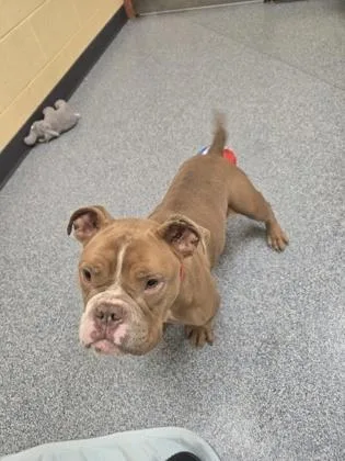 An adult medium-sized female American Bulldog dog named Blueberry for adoption in Westland, MI