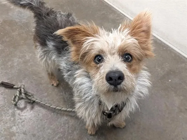 A young small-sized male Yorkshire Terrier dog named Teddy for adoption in Phoenix, AZ