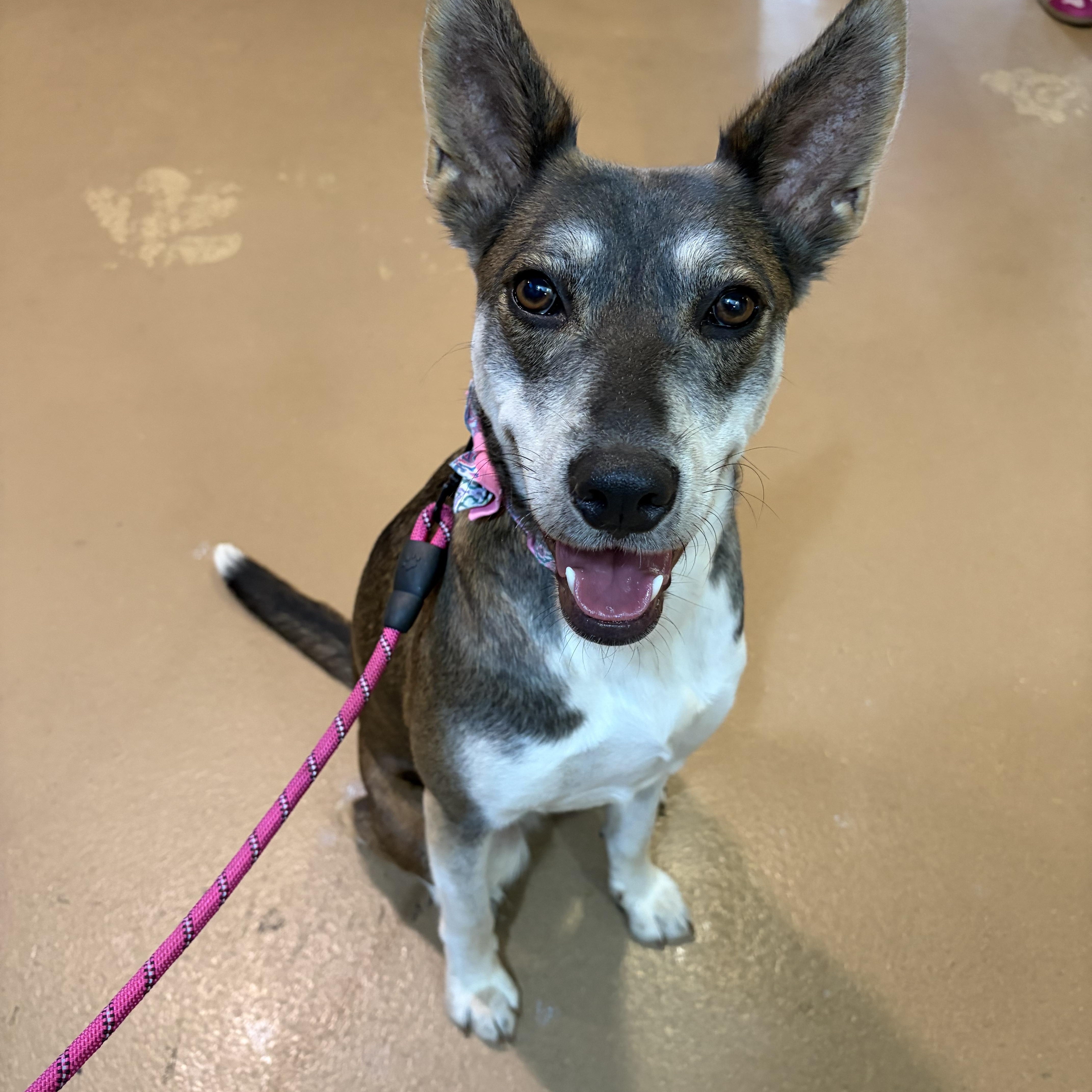 A young medium-sized female Belgian Shepherd / Malinois dog named Jojo for adoption in Poway, CA