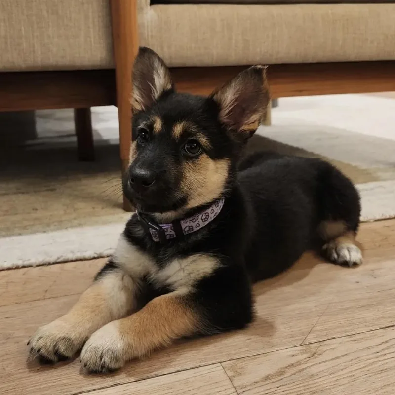 A baby small-sized female Black German Shepherd Dog dog named Mocha for adoption in Pacifica, CA