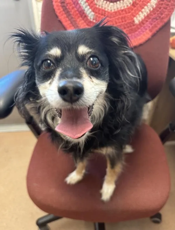 An adult small-sized female Mixed Breed dog named Essa for adoption in Santa Rosa, CA