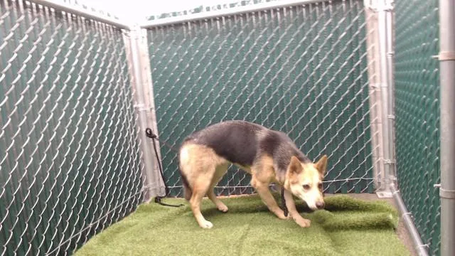 A young medium-sized female German Shepherd Dog dog named Lady for adoption in Downey, CA