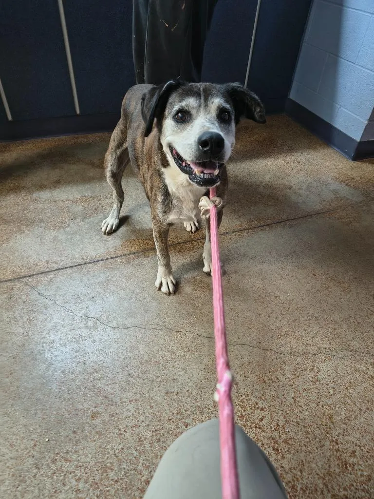 A senior large-sized female Border Collie dog named Cali for adoption in Brownwood, TX